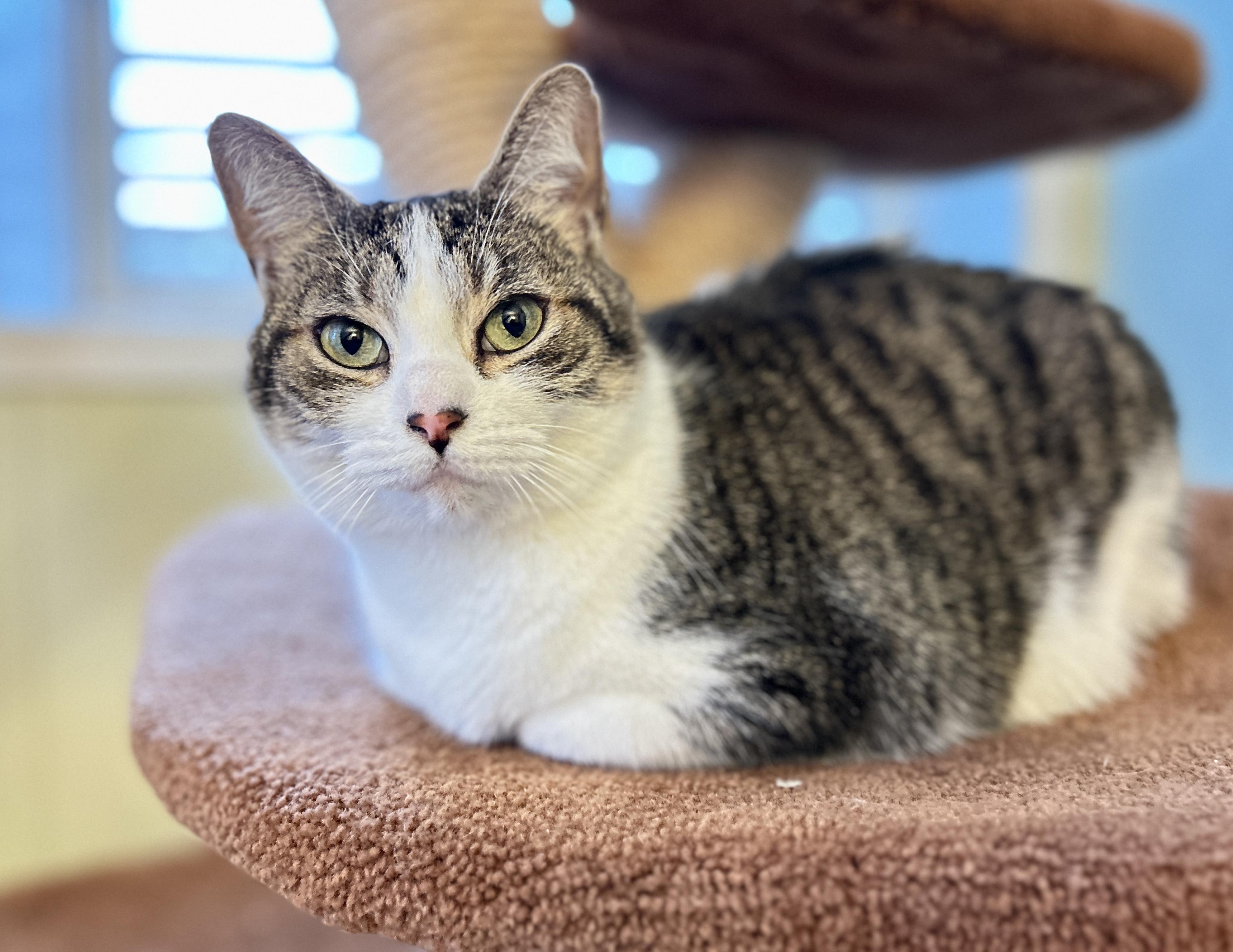 Molly, an adopted Domestic Short Hair in Guelph, ON image 2/6