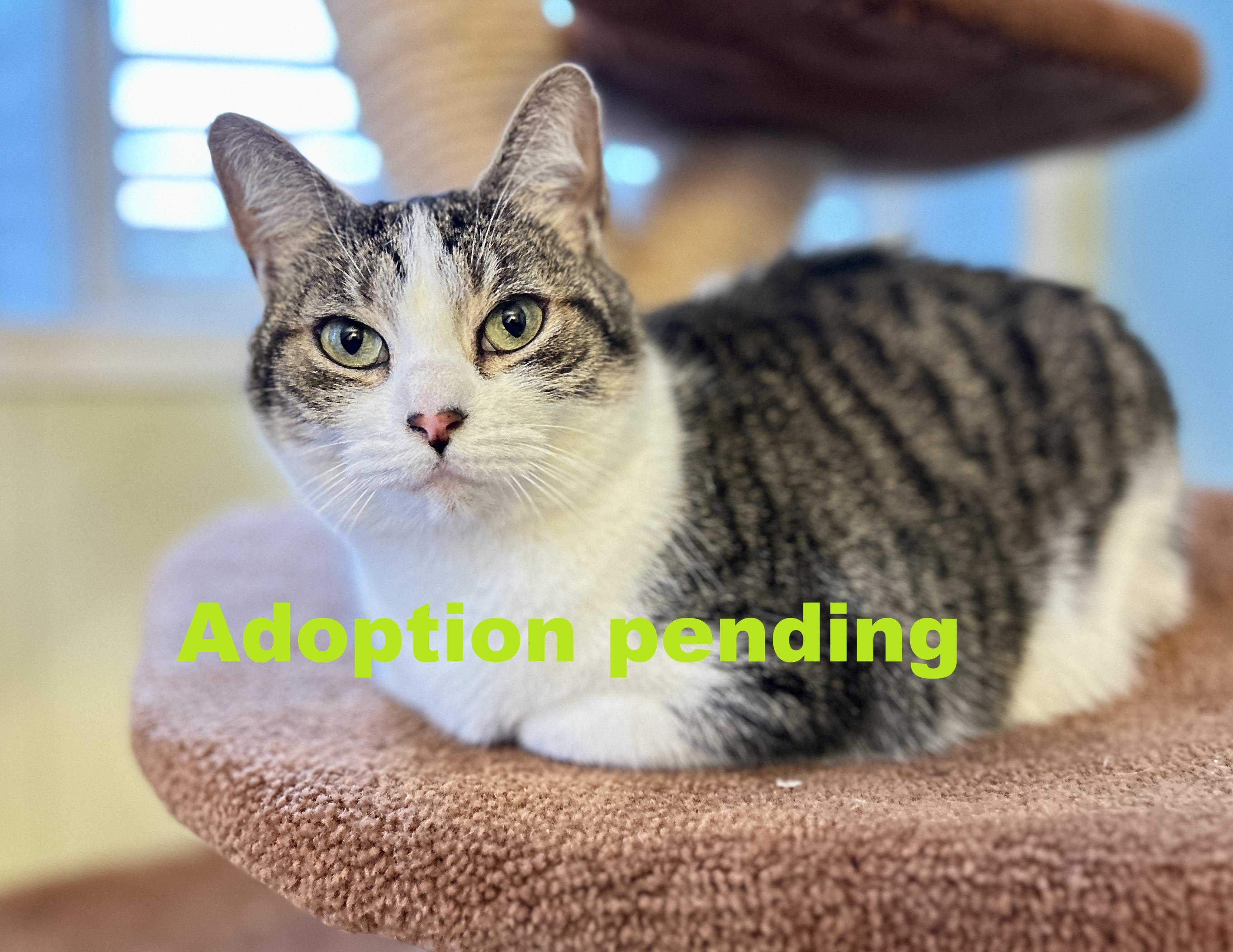 Molly, an adopted Domestic Short Hair in Guelph, ON image 1/6