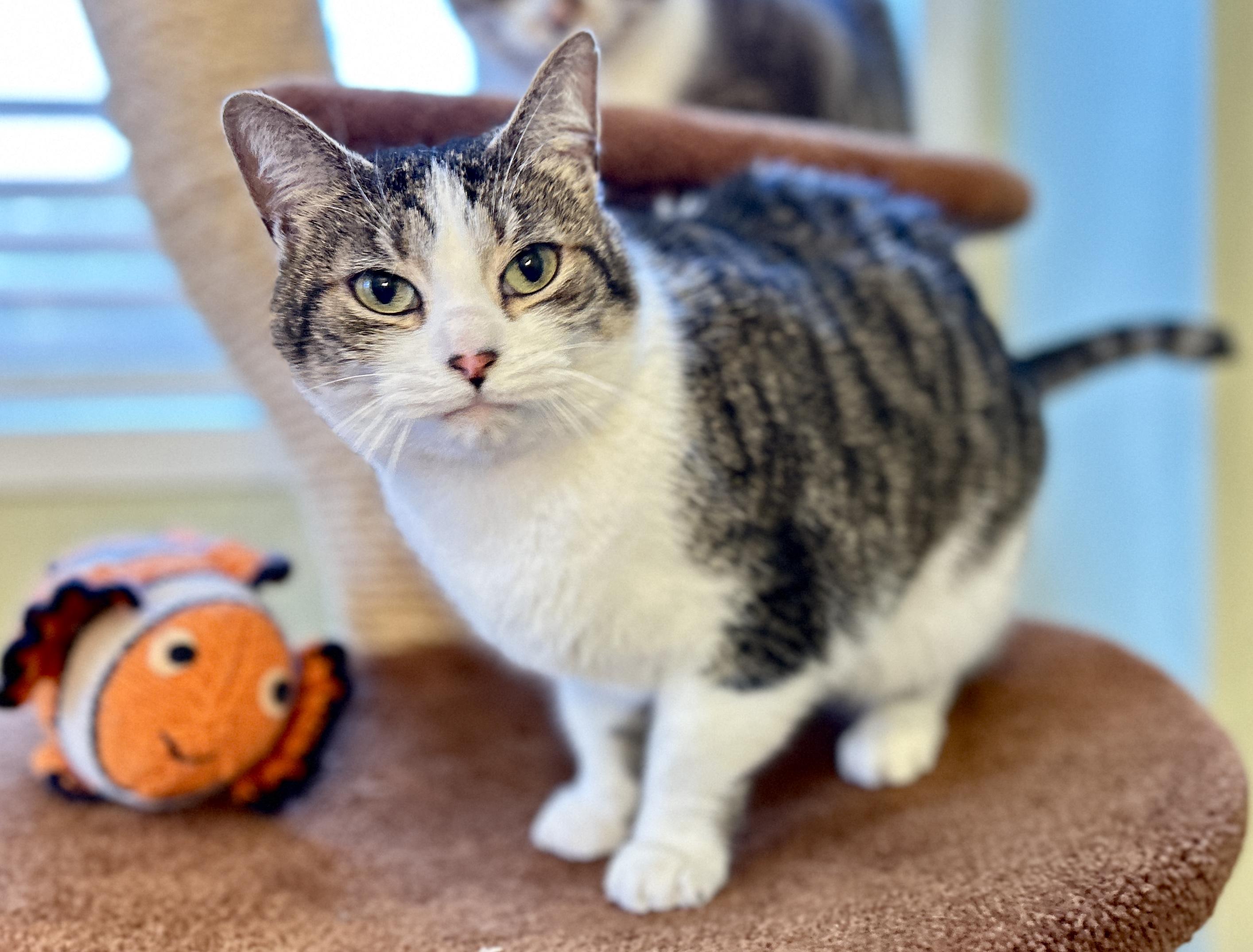 Molly, an adopted Domestic Short Hair in Guelph, ON image 3/6