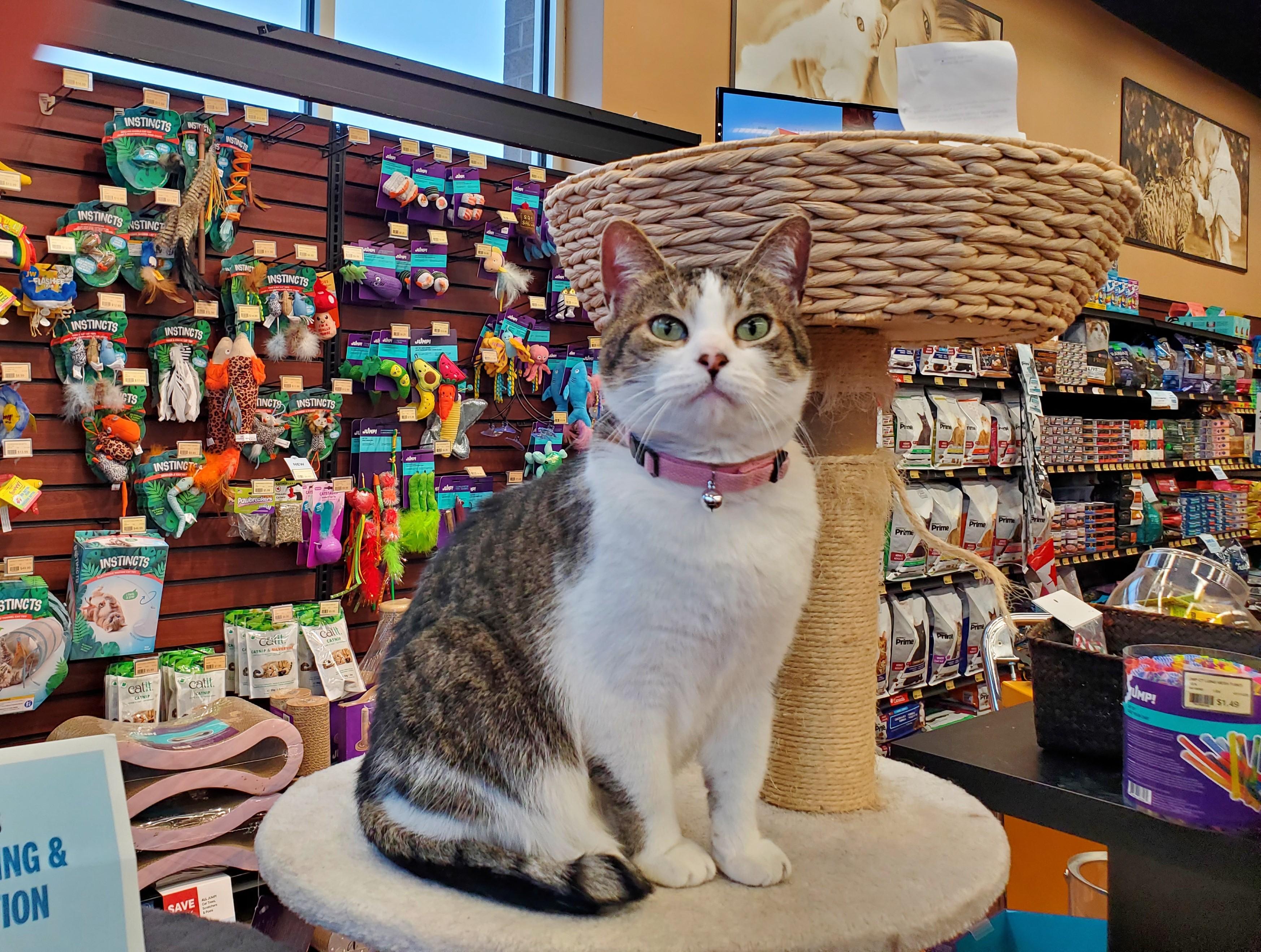 Molly, an adopted Domestic Short Hair in Guelph, ON image 5/6