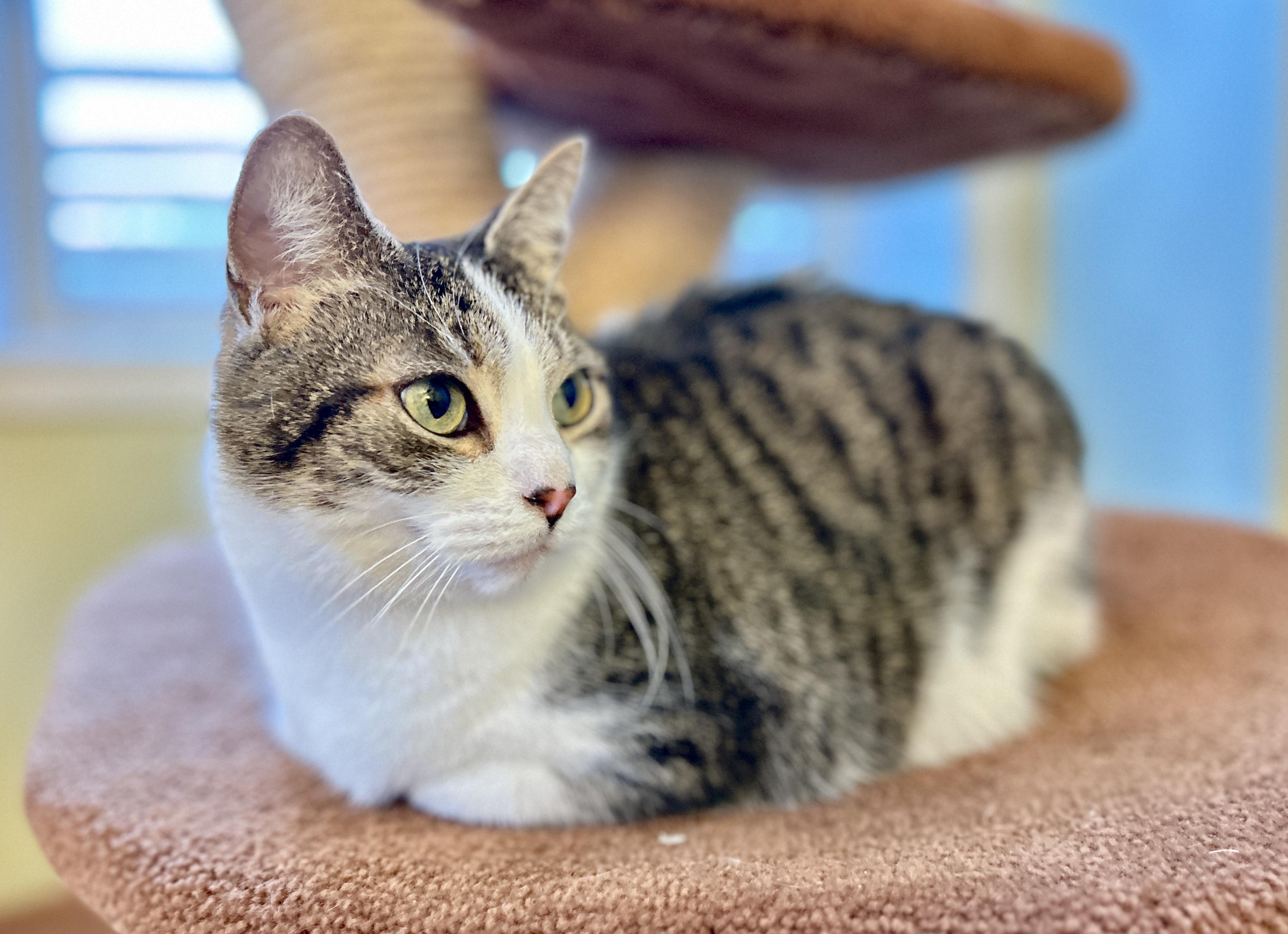 Molly, an adopted Domestic Short Hair in Guelph, ON image 4/6