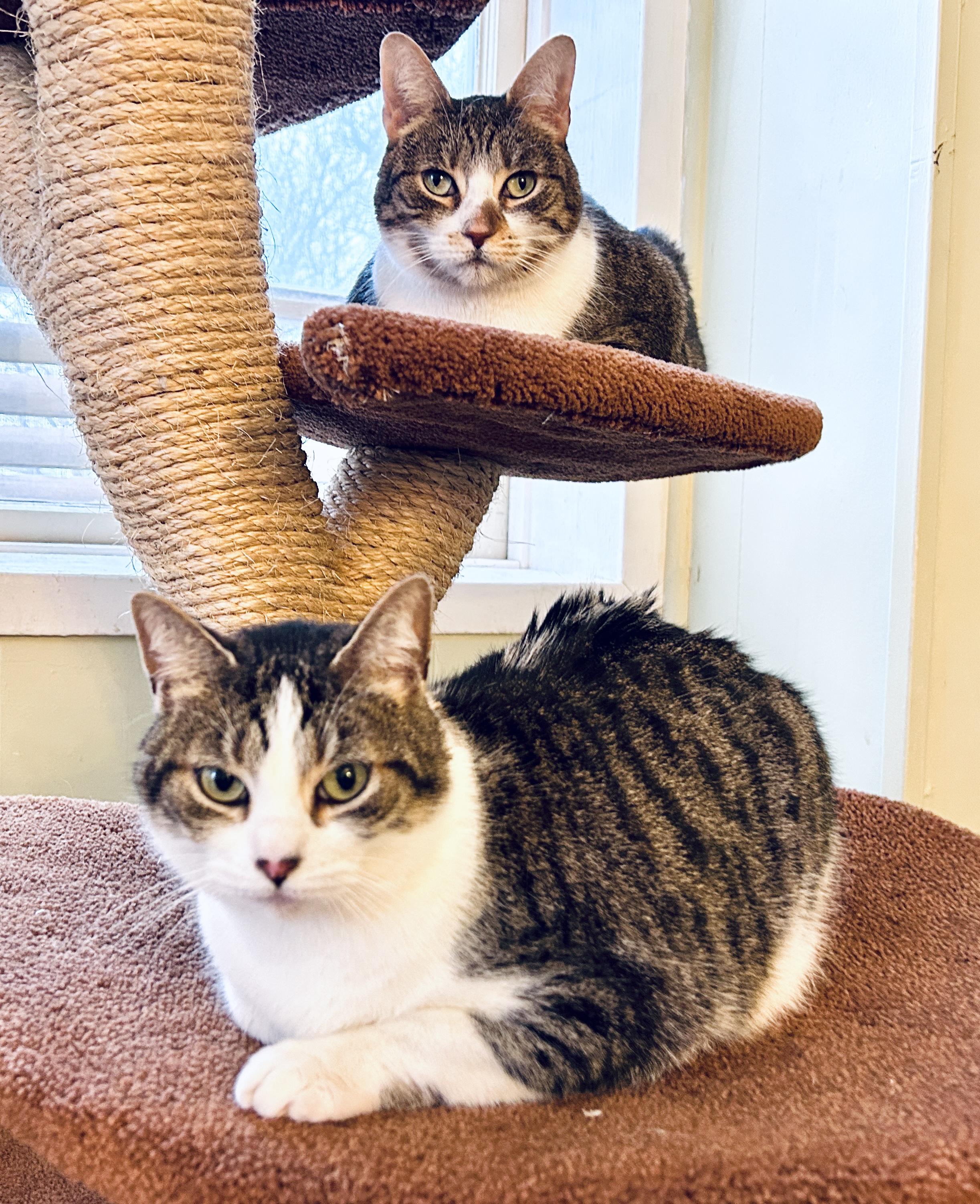 Molly, an adopted Domestic Short Hair in Guelph, ON image 6/6