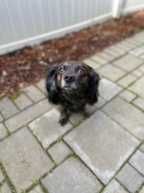 Enlarge Max - Foster in Salem, Oregon, an adopted mixed breed in Portland, OR image 5/5