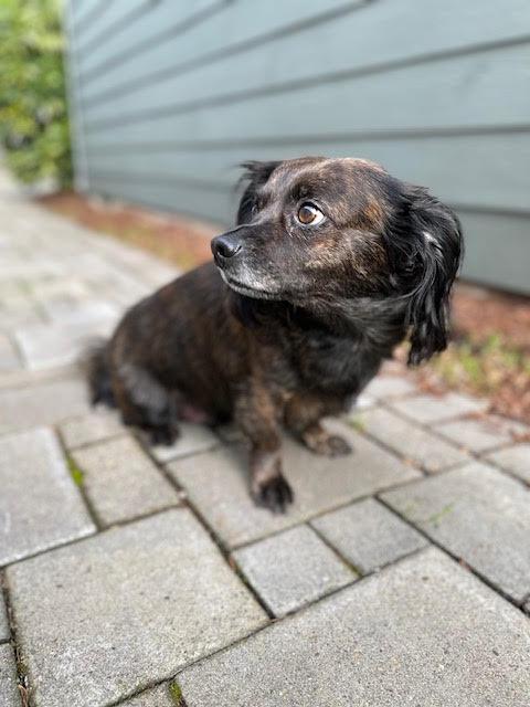 Enlarge Max - Foster in Salem, Oregon, an adopted mixed breed in Portland, OR image 2/5