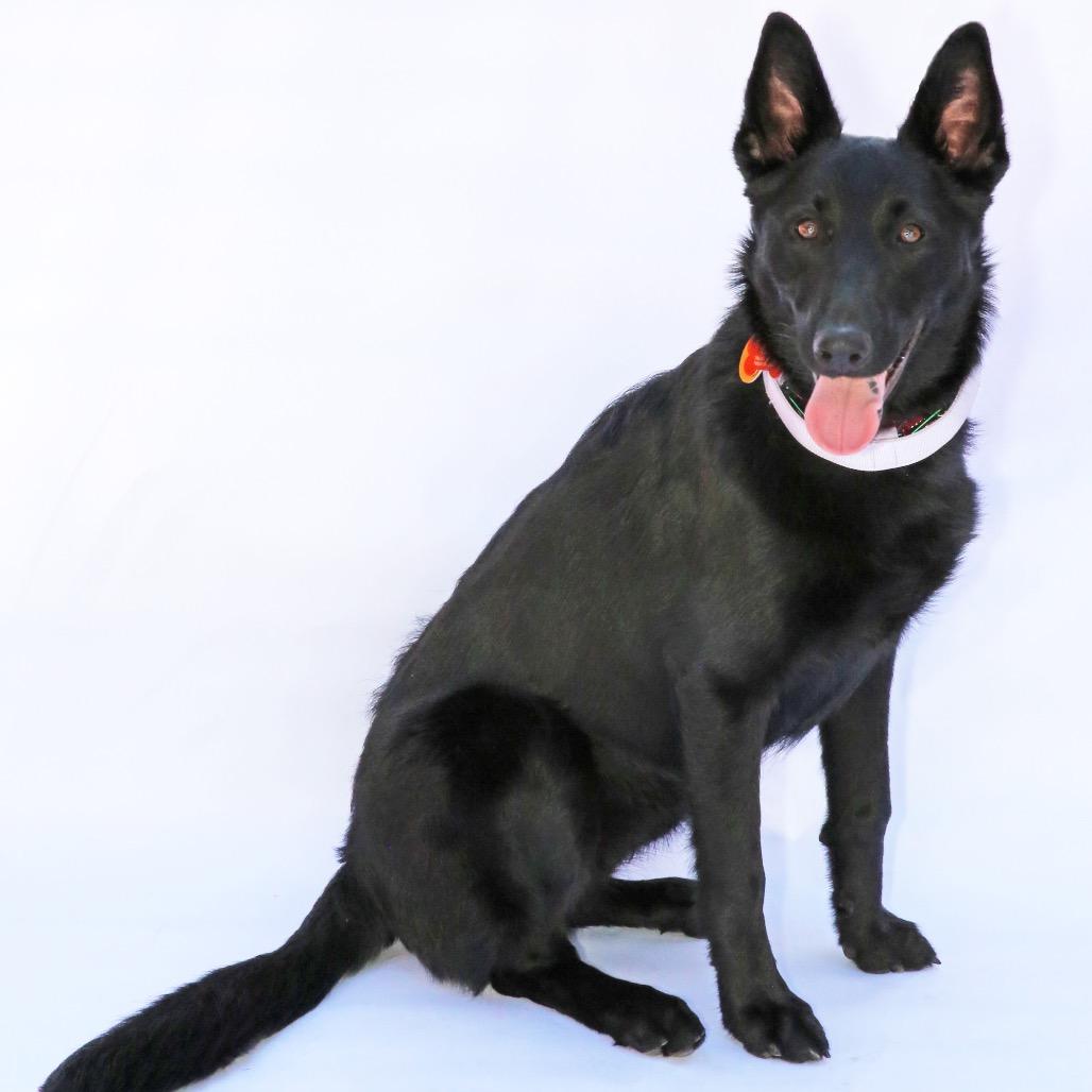 Nala (Mira), a Adoptable mixed breed in Oceanside, CA image 2/6