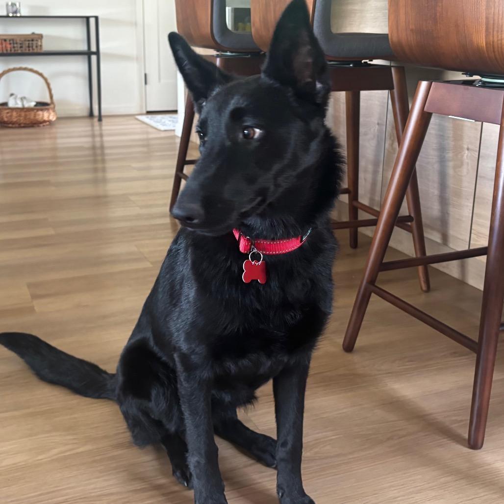 Nala (Mira), a Adoptable mixed breed in Oceanside, CA image 3/6