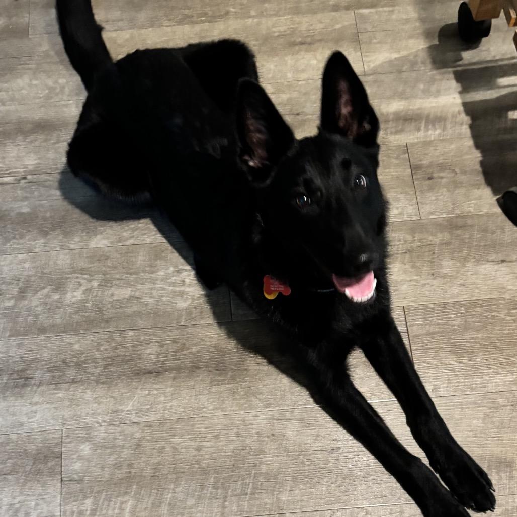 Nala (Mira), a Adoptable mixed breed in Oceanside, CA image 4/6