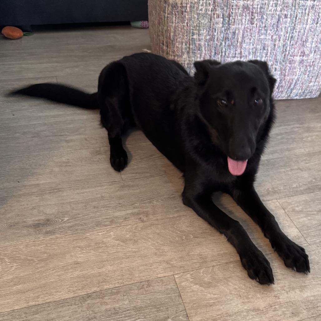 Nala (Mira), a Adoptable mixed breed in Oceanside, CA image 5/6