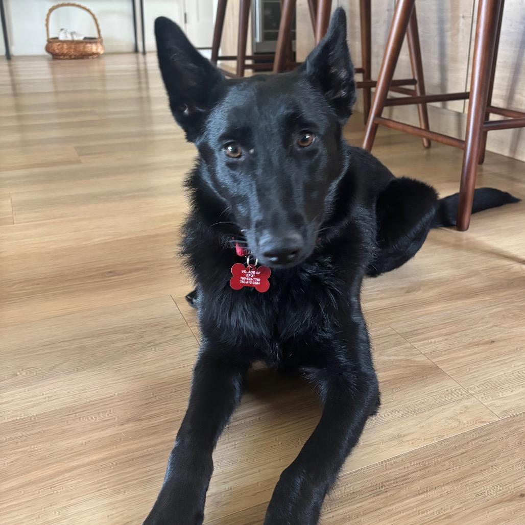 Nala (Mira), a Adoptable mixed breed in Oceanside, CA image 6/6
