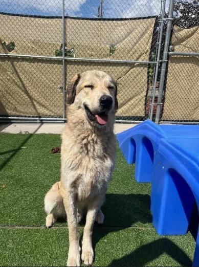 Dovey, an adoptable Anatolian Shepherd in Steamboat Springs, CO, 80477 | Photo Image 1