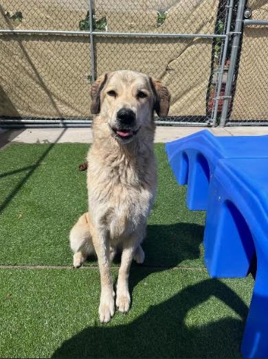Dovey, an adoptable Anatolian Shepherd in Steamboat Springs, CO, 80477 | Photo Image 2