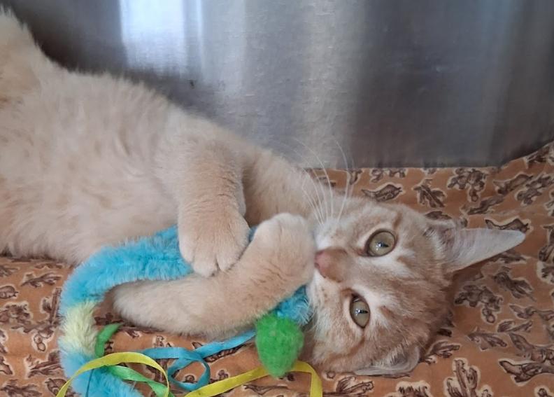 Lemon, ADOPTABLE, Adult Female Domestic Short Hair.