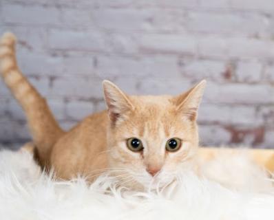 Lemon, a ADOPTABLE mixed breed in Little Falls, MN image 2/2