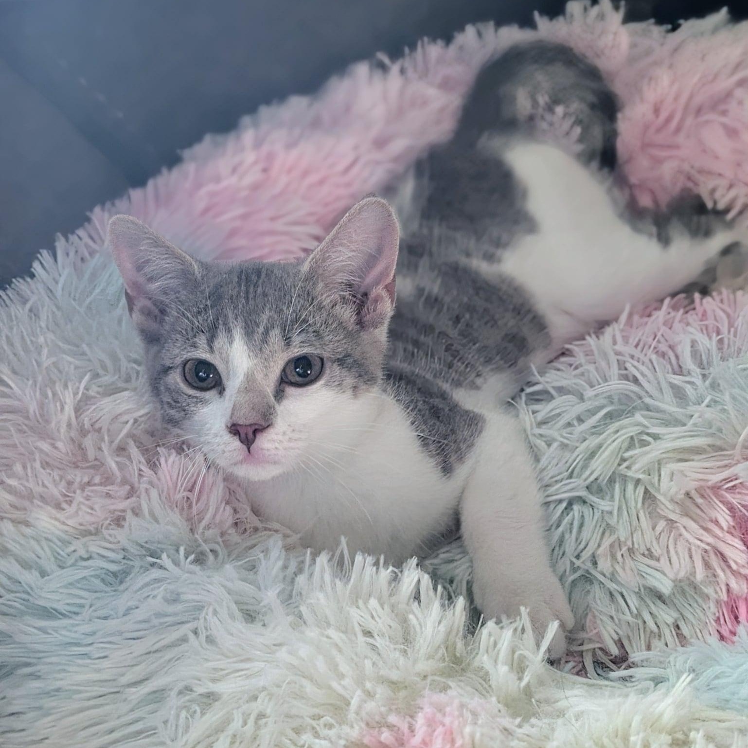 Madame Jeanette, Adoptable, Kitten Female Domestic Short Hair.