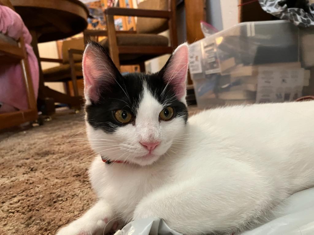 Enlarge Chip, a Adoptable Domestic Short Hair in Crockett, CA image 1/1