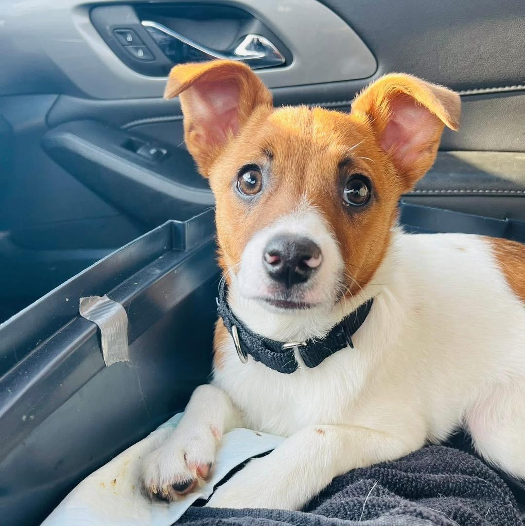 Enlarge Bubba, a ADOPTABLE mixed breed in Wappingers Falls, NY image 1/2