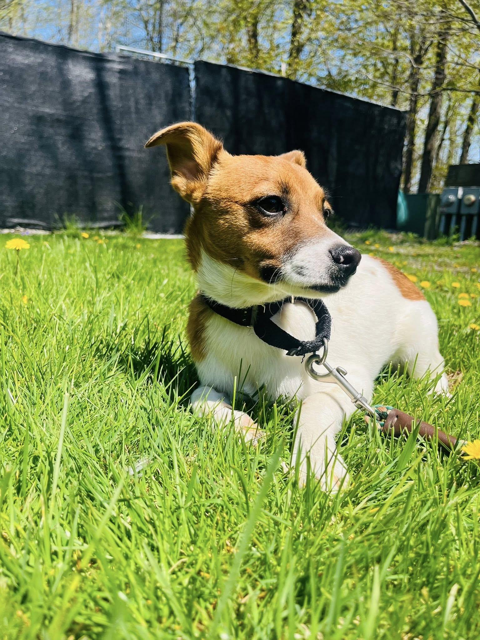 Bubba, a ADOPTABLE mixed breed in Wappingers Falls, NY image 4/5