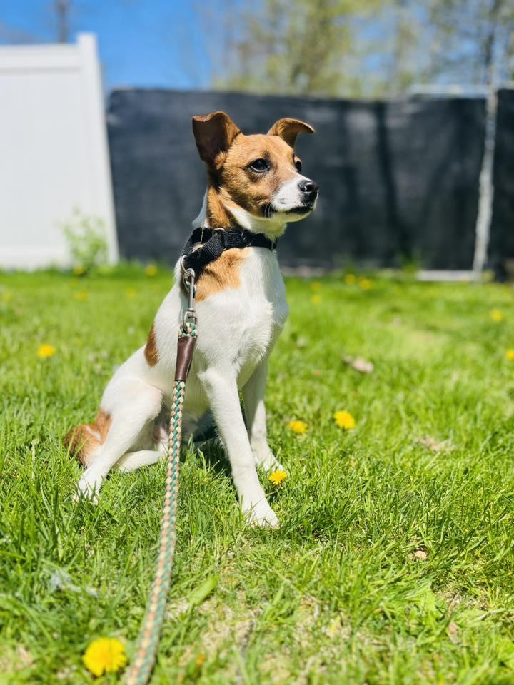 Bubba, a ADOPTABLE mixed breed in Wappingers Falls, NY image 1/5