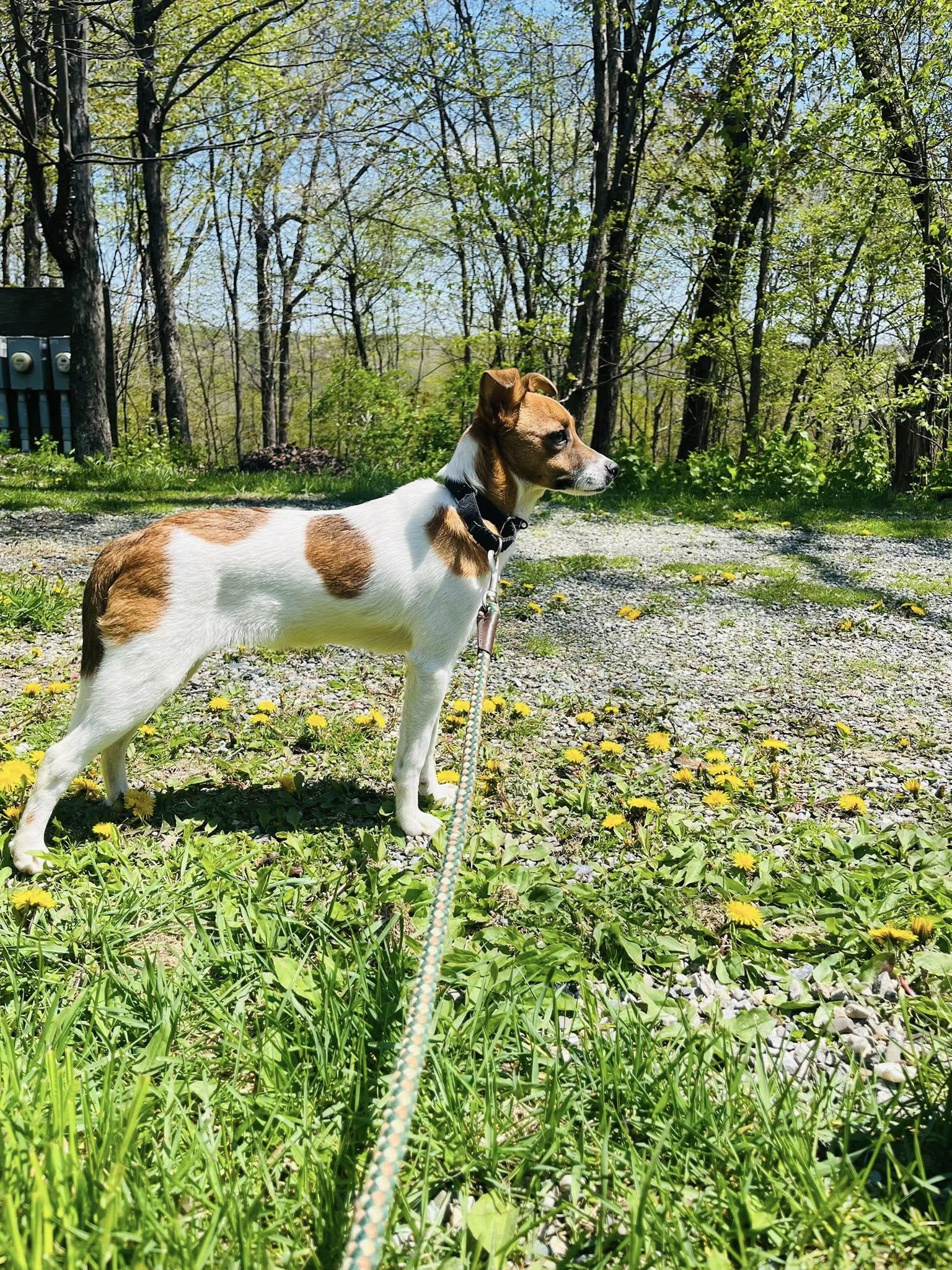 Bubba, a ADOPTABLE mixed breed in Wappingers Falls, NY image 5/5