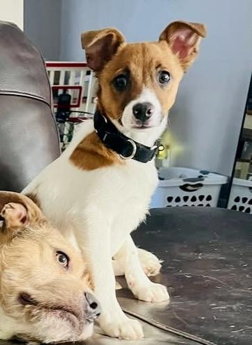 Enlarge Bubba, a ADOPTABLE mixed breed in Wappingers Falls, NY image 2/2