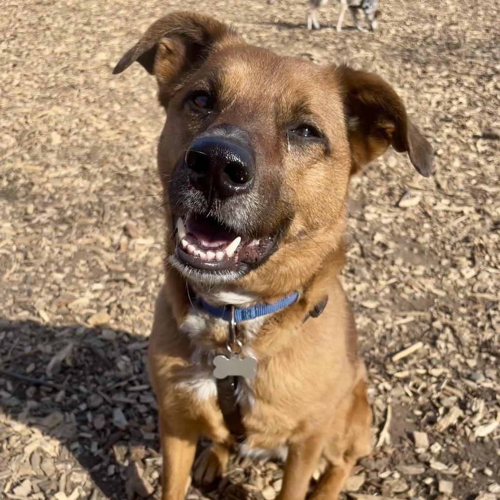 Hailey, a Adoptable Pointer in Staten Island, NY image 1/6