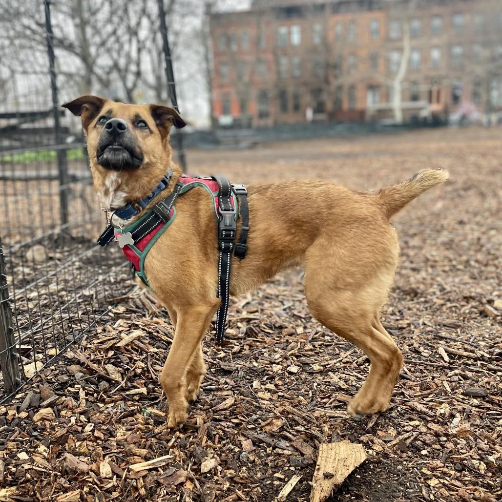 Hailey, a Adoptable Pointer in Staten Island, NY image 2/6