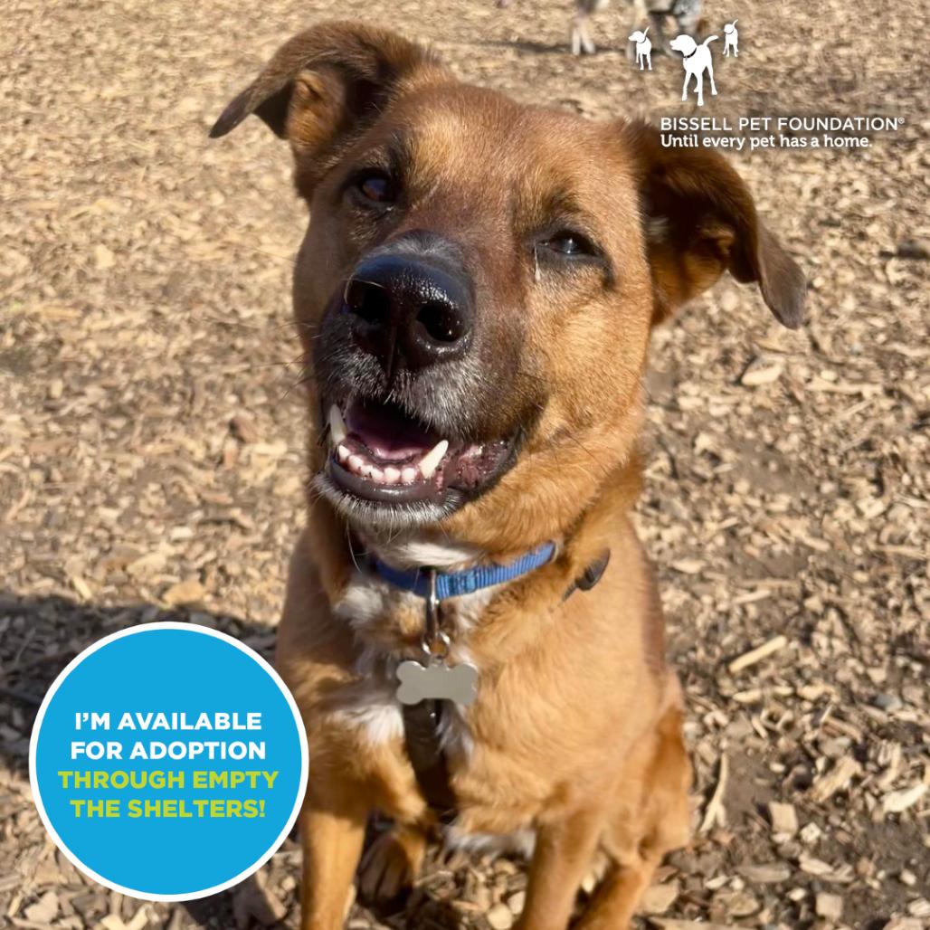 Enlarge Hailey- $70 Adoption Fee!, a Adoptable Pointer in Staten Island, NY image 4/6