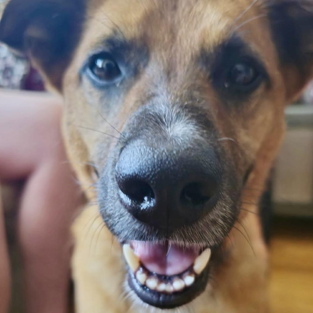 Hailey, a Adoptable Pointer in Staten Island, NY image 4/6