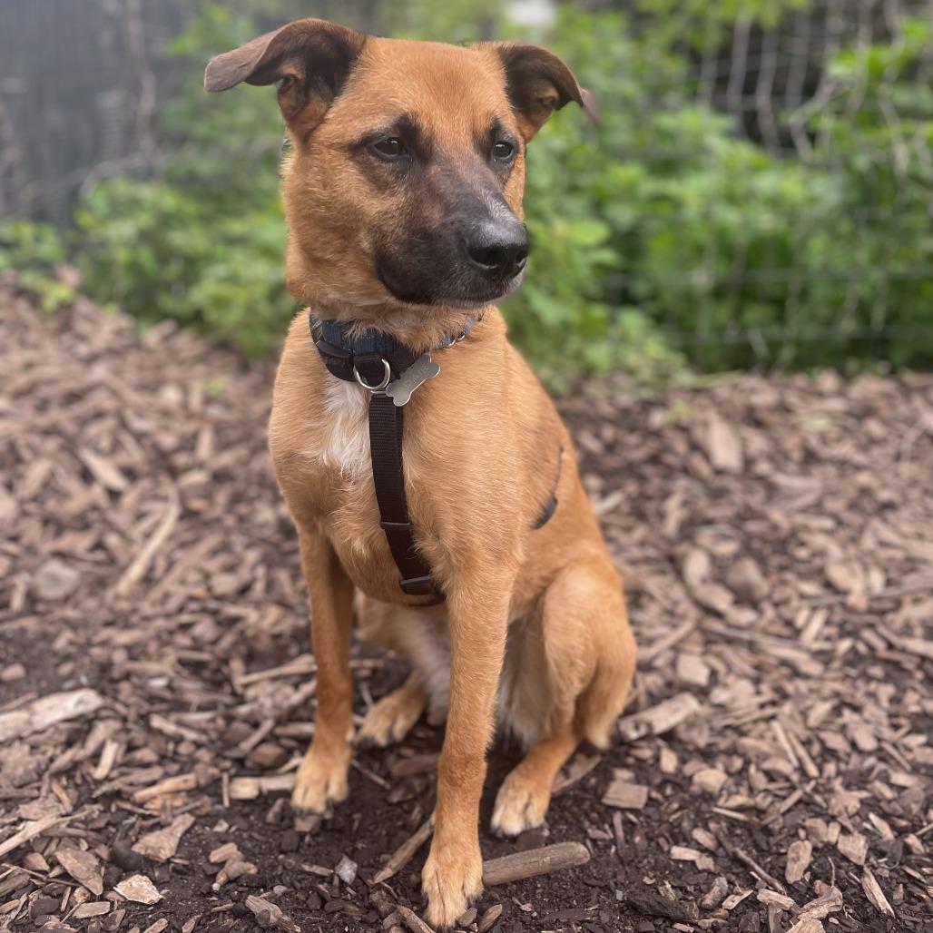 Hailey, a Adoptable Pointer in Staten Island, NY image 5/6