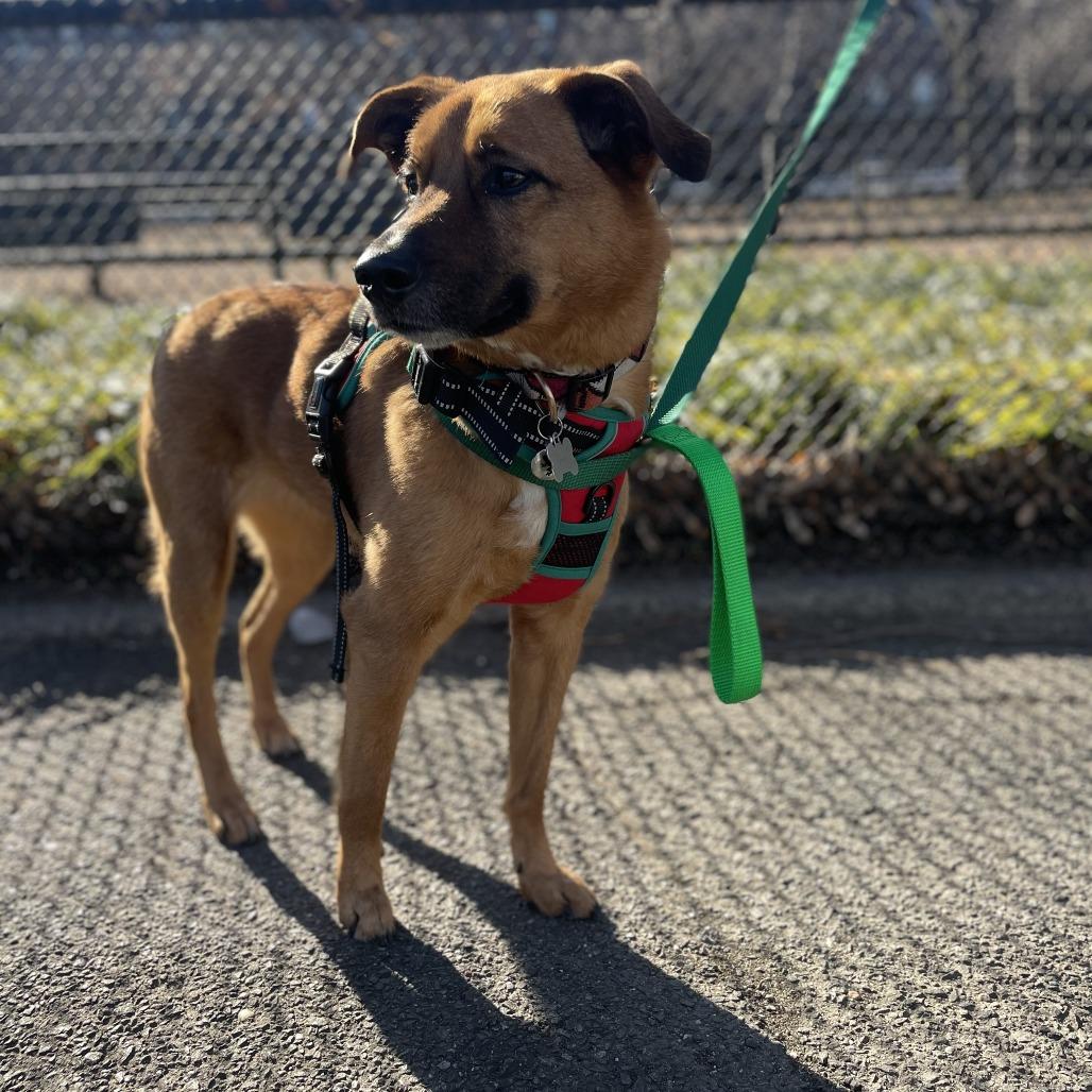 Hailey, a Adoptable Pointer in Staten Island, NY image 6/6