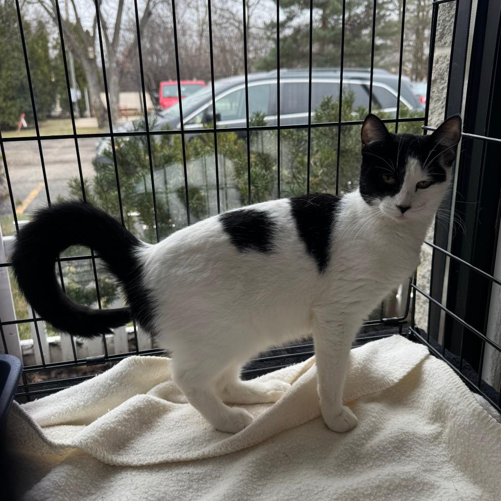 Snowy — thumbnail 2