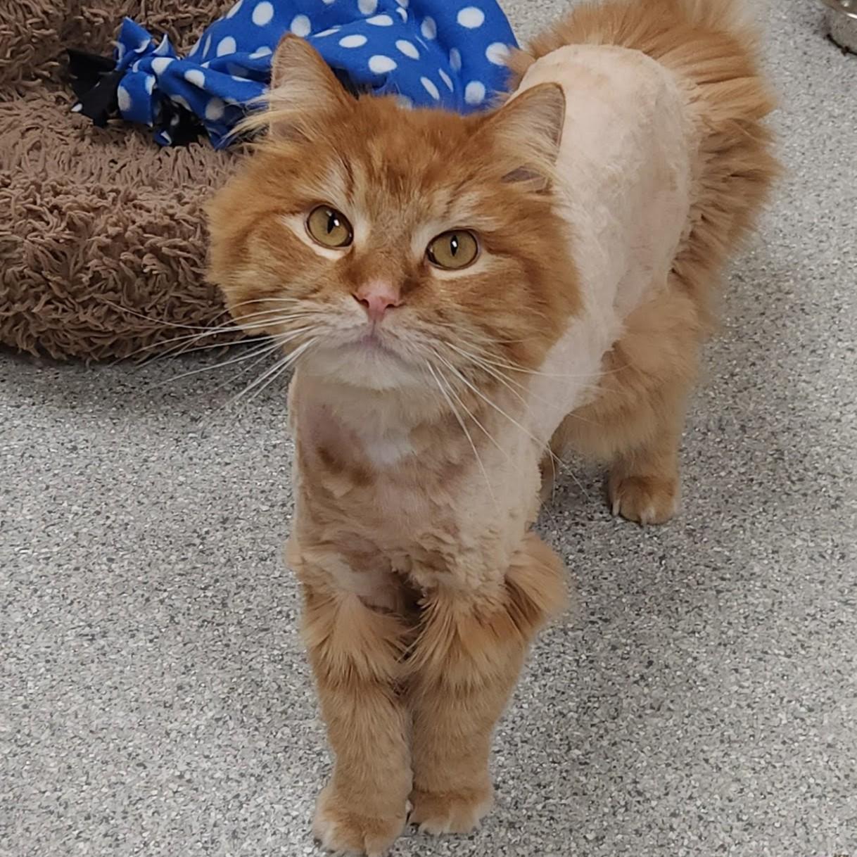 Enlarge Buttons, a ADOPTABLE Domestic Long Hair in Marshfield, WI image 4/6