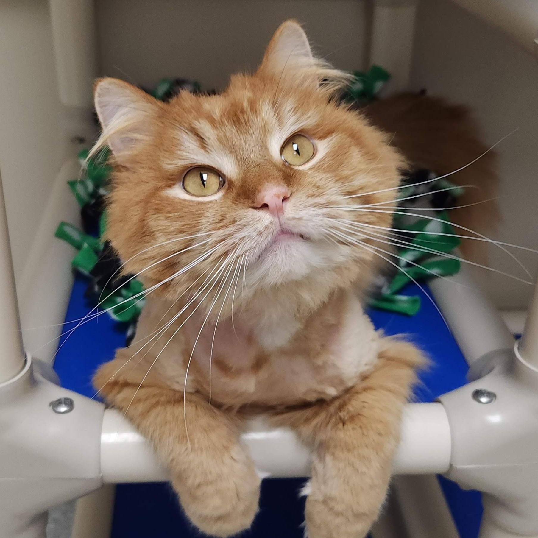 Enlarge Buttons, a ADOPTABLE Domestic Long Hair in Marshfield, WI image 1/6