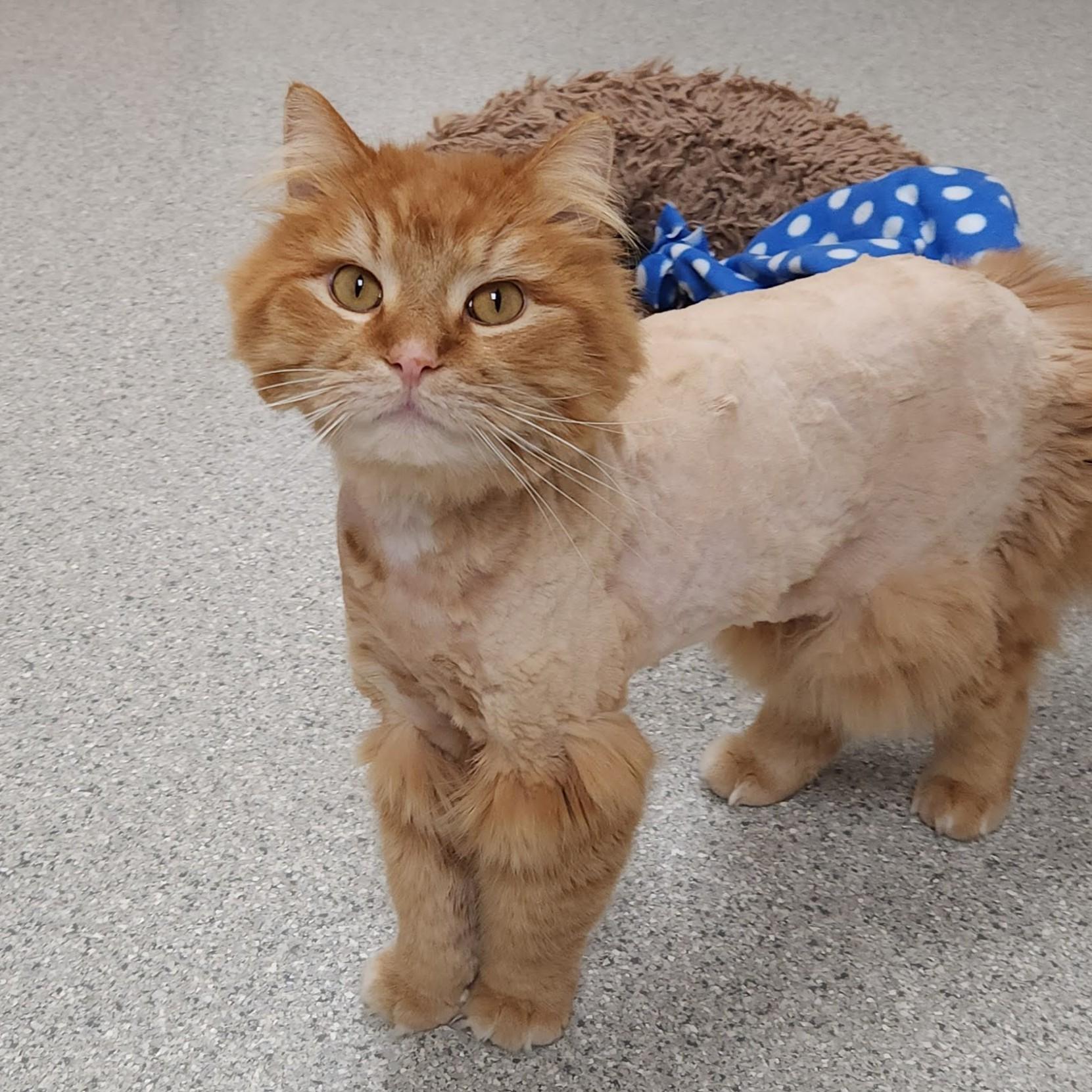 Enlarge Buttons, a ADOPTABLE Domestic Long Hair in Marshfield, WI image 5/6