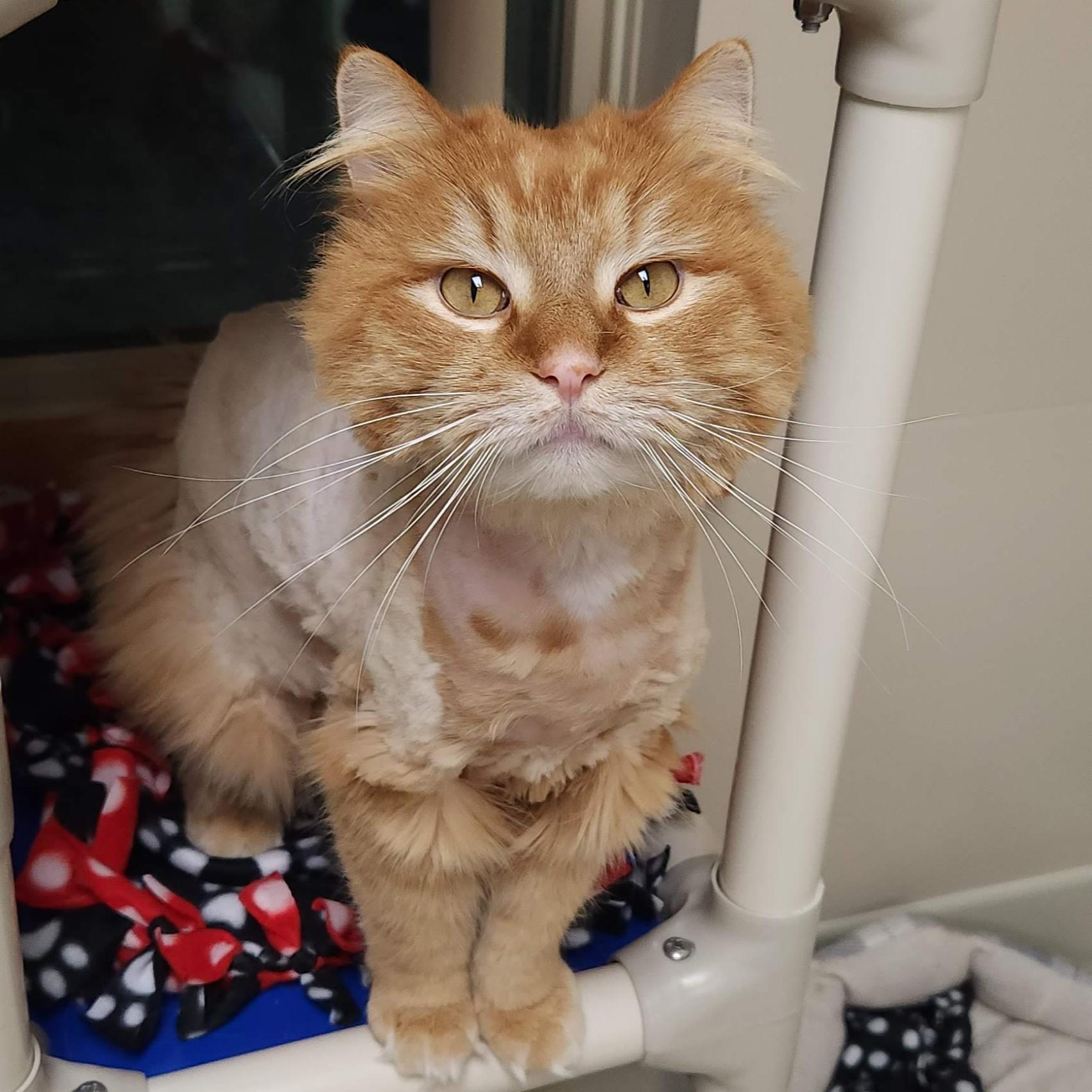 Enlarge Buttons, a ADOPTABLE Domestic Long Hair in Marshfield, WI image 2/6