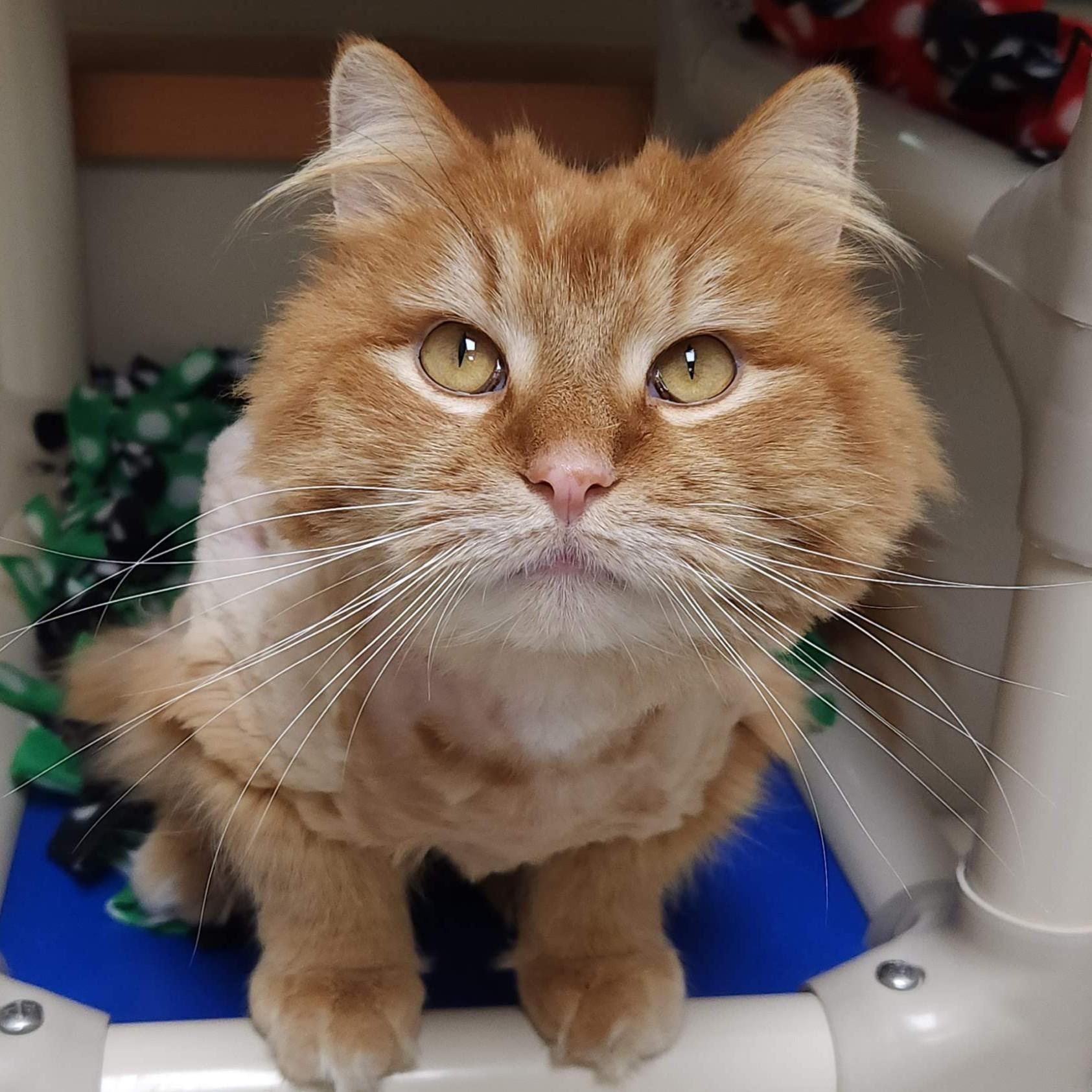 Enlarge Buttons, a ADOPTABLE Domestic Long Hair in Marshfield, WI image 3/6