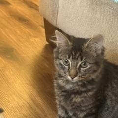 Minnie, an adopted Domestic Medium Hair in New Cumberland, PA image 3/4