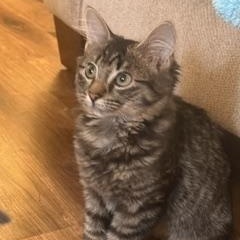 Minnie, adopted, Kitten Female Domestic Medium Hair.