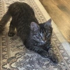 Minnie, an adopted Domestic Medium Hair in New Cumberland, PA image 4/4