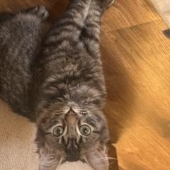 Minnie, an adopted Domestic Medium Hair in New Cumberland, PA image 2/4