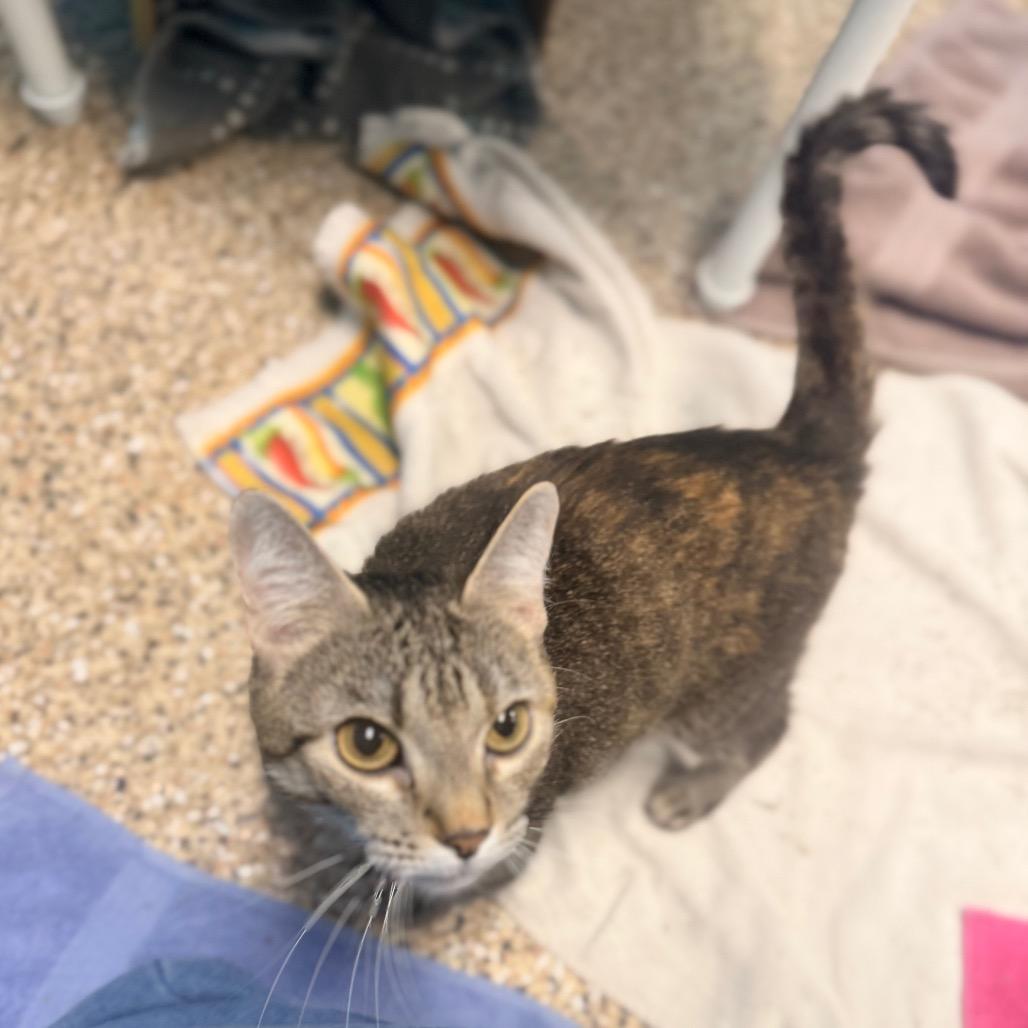 Coco, Adoptable, Adult Female Domestic Short Hair.