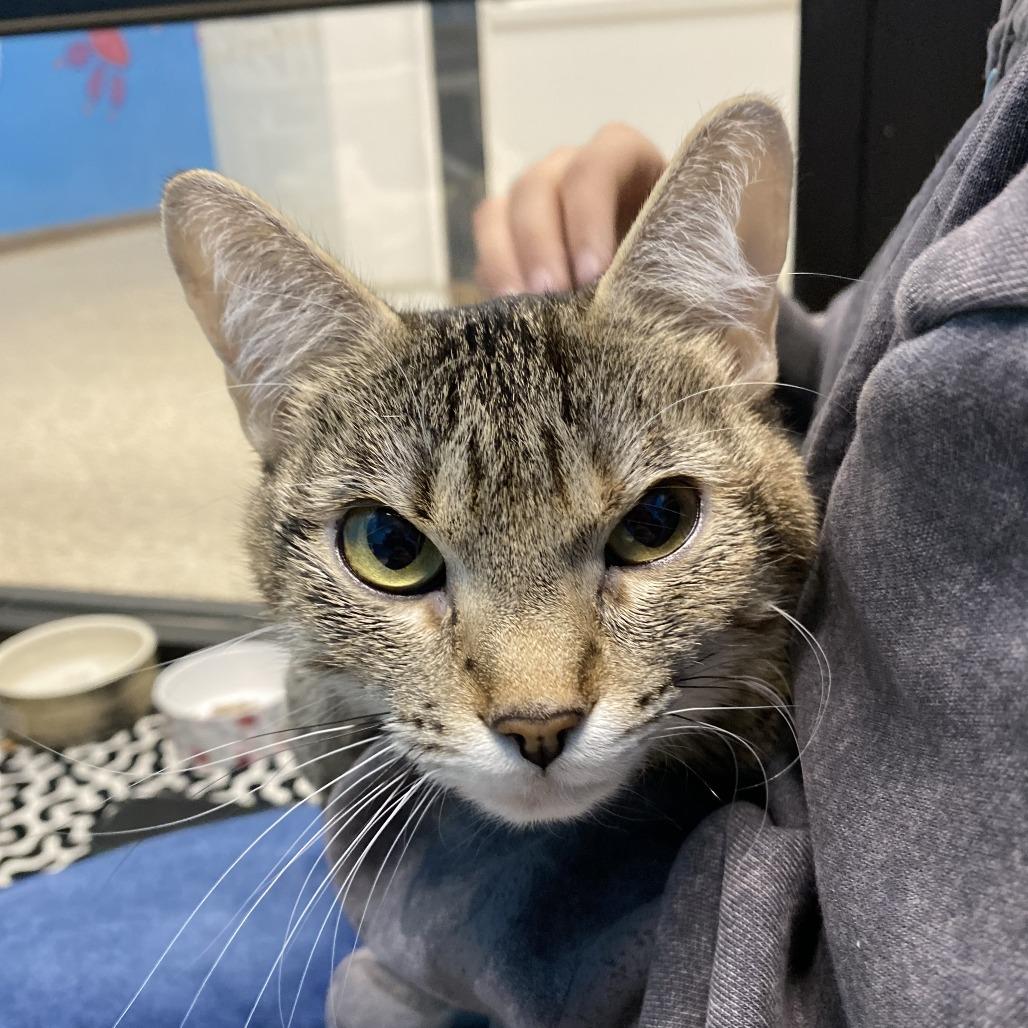 Enlarge Coco, a Adoptable Domestic Short Hair in Cheyenne, WY image 1/3