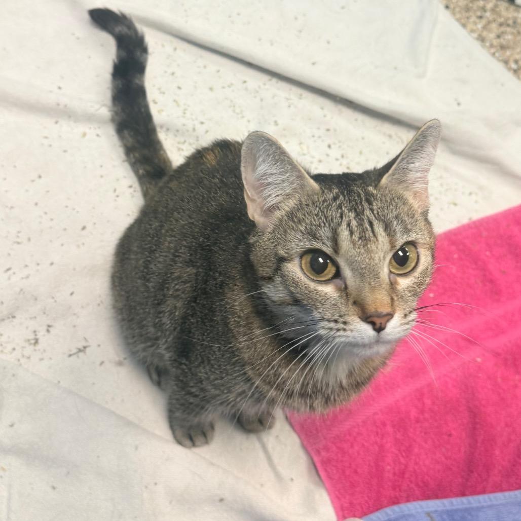 Enlarge Coco, a Adoptable Domestic Short Hair in Cheyenne, WY image 3/6