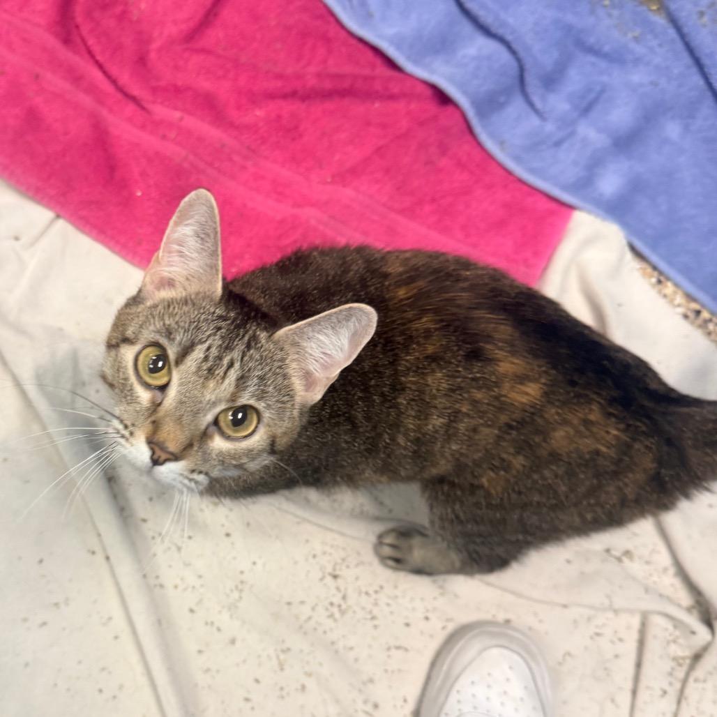 Enlarge Coco, a Adoptable Domestic Short Hair in Cheyenne, WY image 4/6