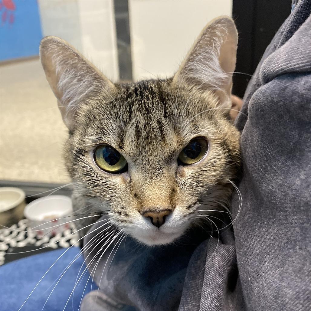 Enlarge Coco, a Adoptable Domestic Short Hair in Cheyenne, WY image 2/3