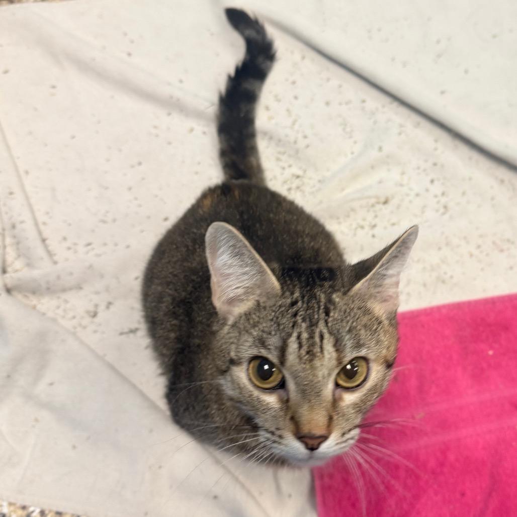 Enlarge Coco, a Adoptable Domestic Short Hair in Cheyenne, WY image 6/6