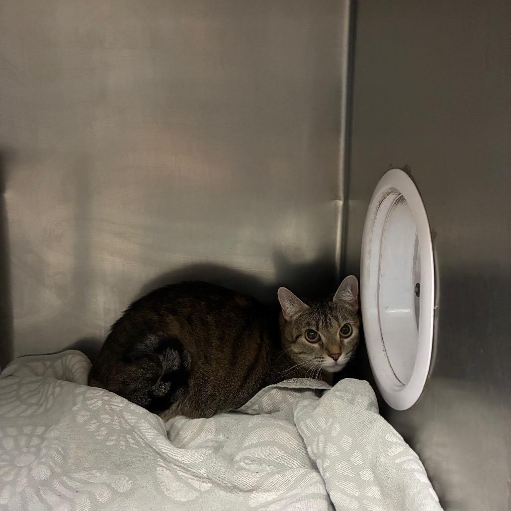Enlarge Coco, a Adoptable Domestic Short Hair in Cheyenne, WY image 3/3