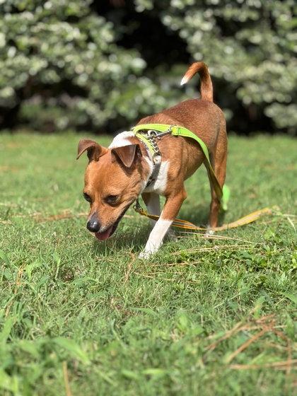 Enlarge Theo, a Adoptable mixed breed in Southern Pines, NC image 1/3