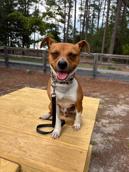 Enlarge Theo, a Adoptable mixed breed in Southern Pines, NC image 2/3