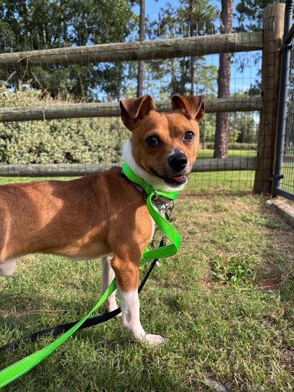 Enlarge Theo, a Adoptable mixed breed in Southern Pines, NC image 3/3